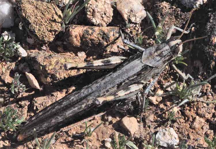 grasshopper